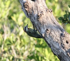 Xiphidiopicus percussus