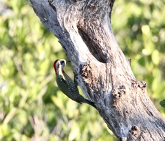 Xiphidiopicus percussus