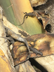 Sceloporus megalepidurus