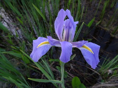 Iris giganticaerulea