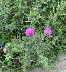 Carduus acanthoides