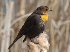 Yellow-Headed Blackbird photo 5