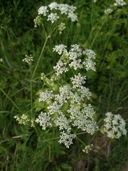 Anthriscus sylvestris