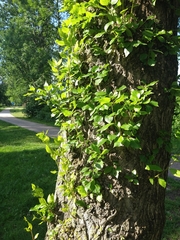 Magnoliopsida
