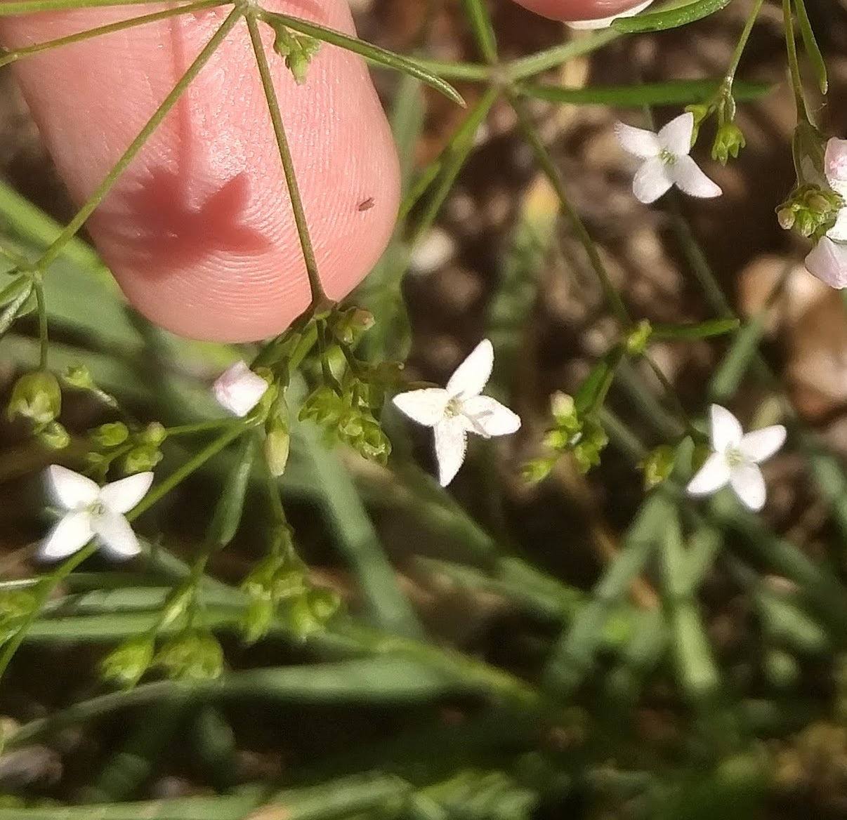 Stenaria nigricans var. nigricans