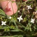 Stenaria nigricans nigricans - Photo (c) plectrudis, algunos derechos reservados (CC BY-NC), subido por plectrudis