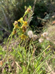 Senecio inornatus