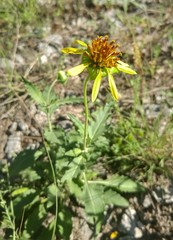 Tetragonotheca texana