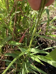 Senecio inornatus