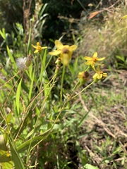 Senecio inornatus