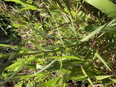 Senecio inornatus