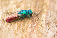 Chrysis terminata