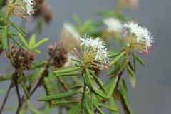 Rhododendron groenlandicum