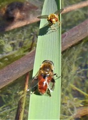 Polydontomyia curvipes