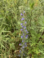 Echium vulgare