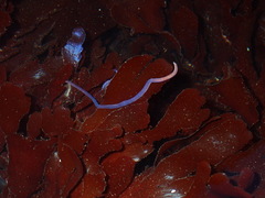 Tubulanus