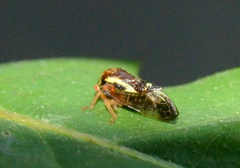 Ophiderma flava