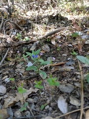 Scutellaria tuberosa
