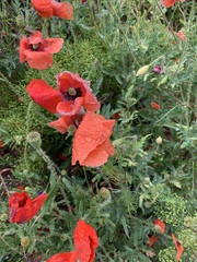 Papaver rhoeas