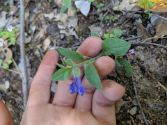 Scutellaria tuberosa