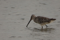 Limnodromus semipalmatus