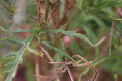 Phytomyza horticola