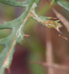 Phytomyza horticola