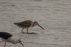 Limnodromus semipalmatus