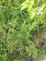 Anthriscus sylvestris