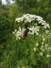 Anthriscus sylvestris