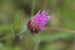 Centaurea decipiens