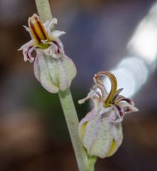 Streptanthus brachiatus