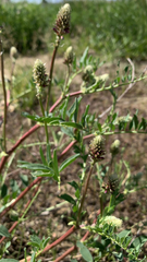 Glycyrrhiza lepidota