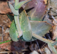 Streptanthus brachiatus