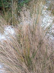 Marsippospermum grandiflorum