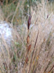 Marsippospermum grandiflorum