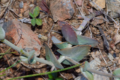 Streptanthus brachiatus