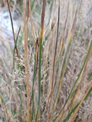 Marsippospermum grandiflorum
