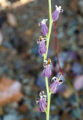 Streptanthus brachiatus