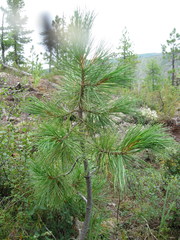 Sibirische Zirbelkiefer (Pinus sibirica): Herkunft und Verwendung — Foto 2