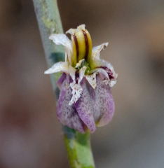 Streptanthus brachiatus