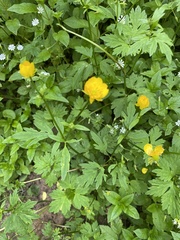 Ranunculus repens