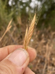 Brachypodium distachyon