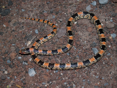 Photo of a Longnose Snake (Rhinocheilus lecontei)