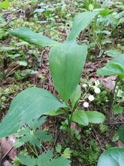 Convallaria majalis