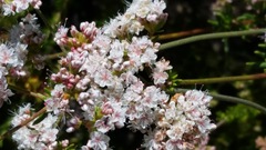 Eriogonum fasciculatum fasciculatum