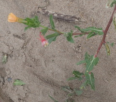 Oenothera indecora