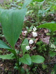 Convallaria majalis