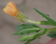 Oenothera indecora