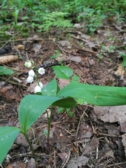 Convallaria majalis